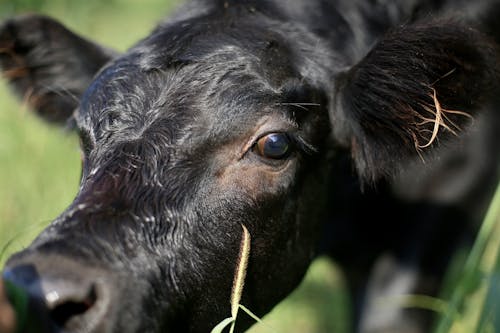 Gratuit Imagine de stoc gratuită din a închide, animal de fermă, animal domestic Fotografie de stoc