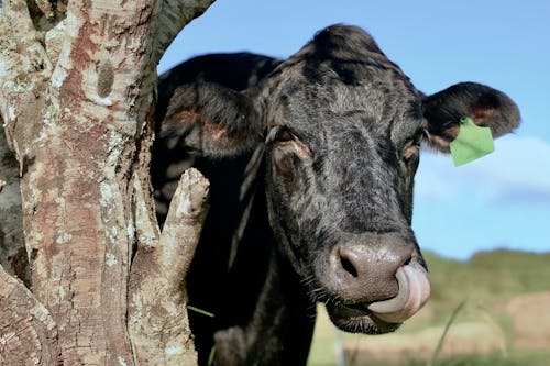 Close-Up Shot of a Black Cow
