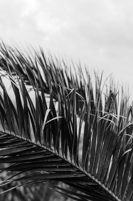 Artistic close-up of a palm leaf in monochrome, ideal for nature-themed designs.