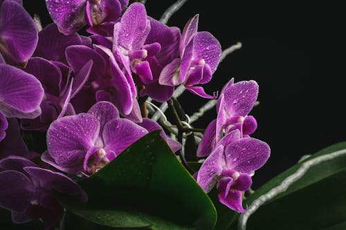 Purple Flowers and Green Leaves with Dewdrops