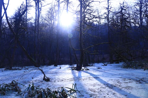 Gratis arkivbilde med natur, skog natur, sump