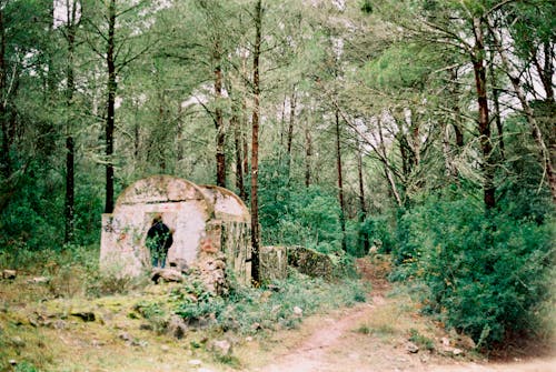 Foto d'estoc gratuïta de a l'aire lliure, arbres, bosc