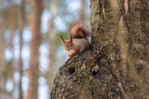 Free Close-Up Shot of Brown Squirrel on a Tree Stock Photo