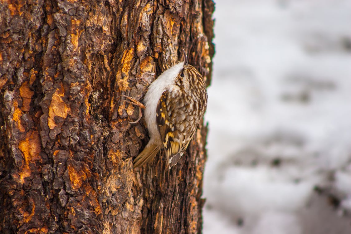 A Bird Perched on Tree Trunk