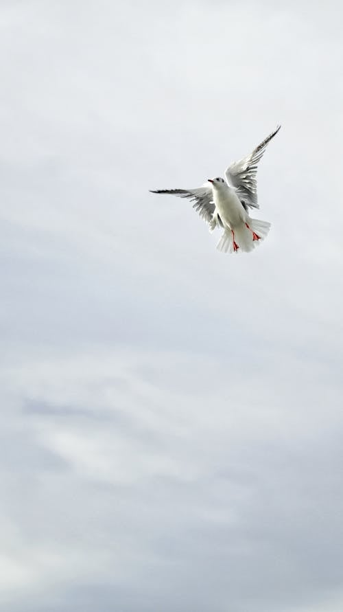 Black Headed Gull Spreading Wings Under White Sky