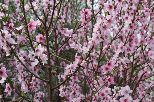 Free Clusters of Pink Cherry Blossoms  Stock Photo