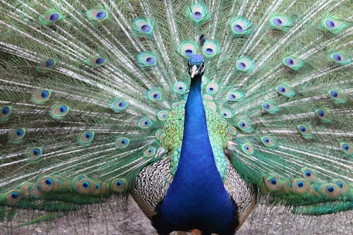 Free Close-Up Shot of Peacock Stock Photo