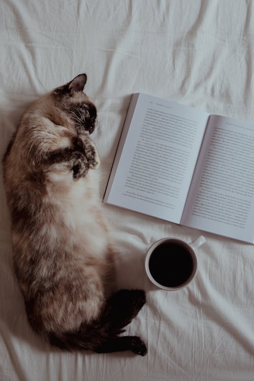 Free Cat Lying on Bed Next to a Book and Cup of Coffee Stock Photo