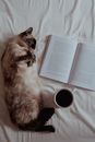 Cat Lying on Bed Next to a Book and Cup of Coffee