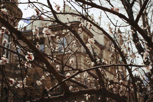 Free Delicate cherry blossoms bloom against a classic architectural backdrop in early spring. Stock Photo