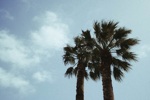 Palm Trees Under White Clouds