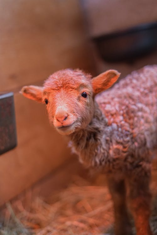Close-Up Shot of a Young Sheep