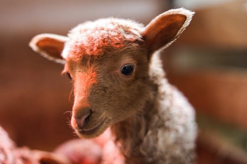 Close-Up Shot of a Young Sheep