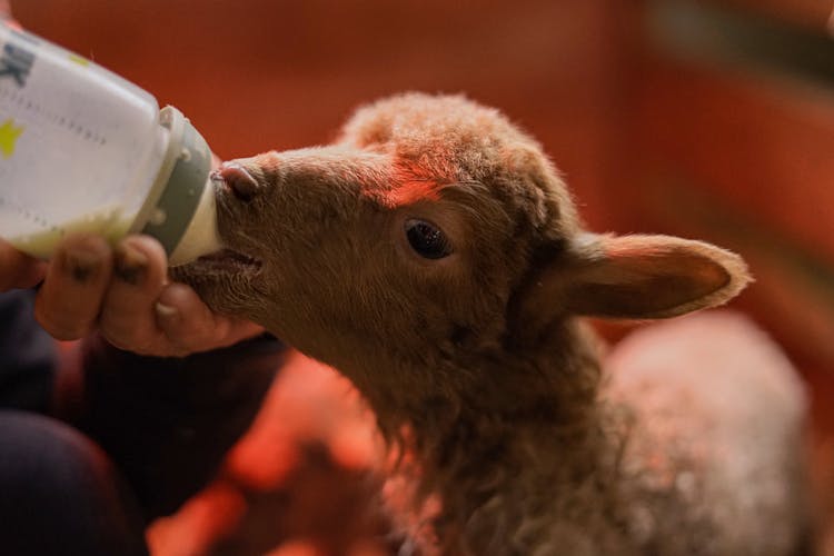 Close-Up Shot Of A Young Sheep Feeding From A Bottle