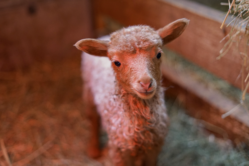Free Close-up of a cute lamb in a barn, illuminated warmly, Prochenberg, Austria. Stock Photo