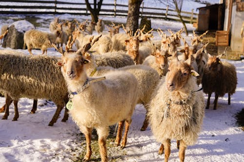 公羊, 冬季, 冷 的 免费素材图片