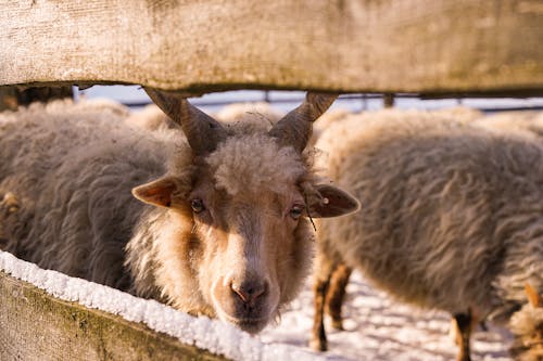 動物攝影, 家畜, 木圍欄 的 免费素材图片