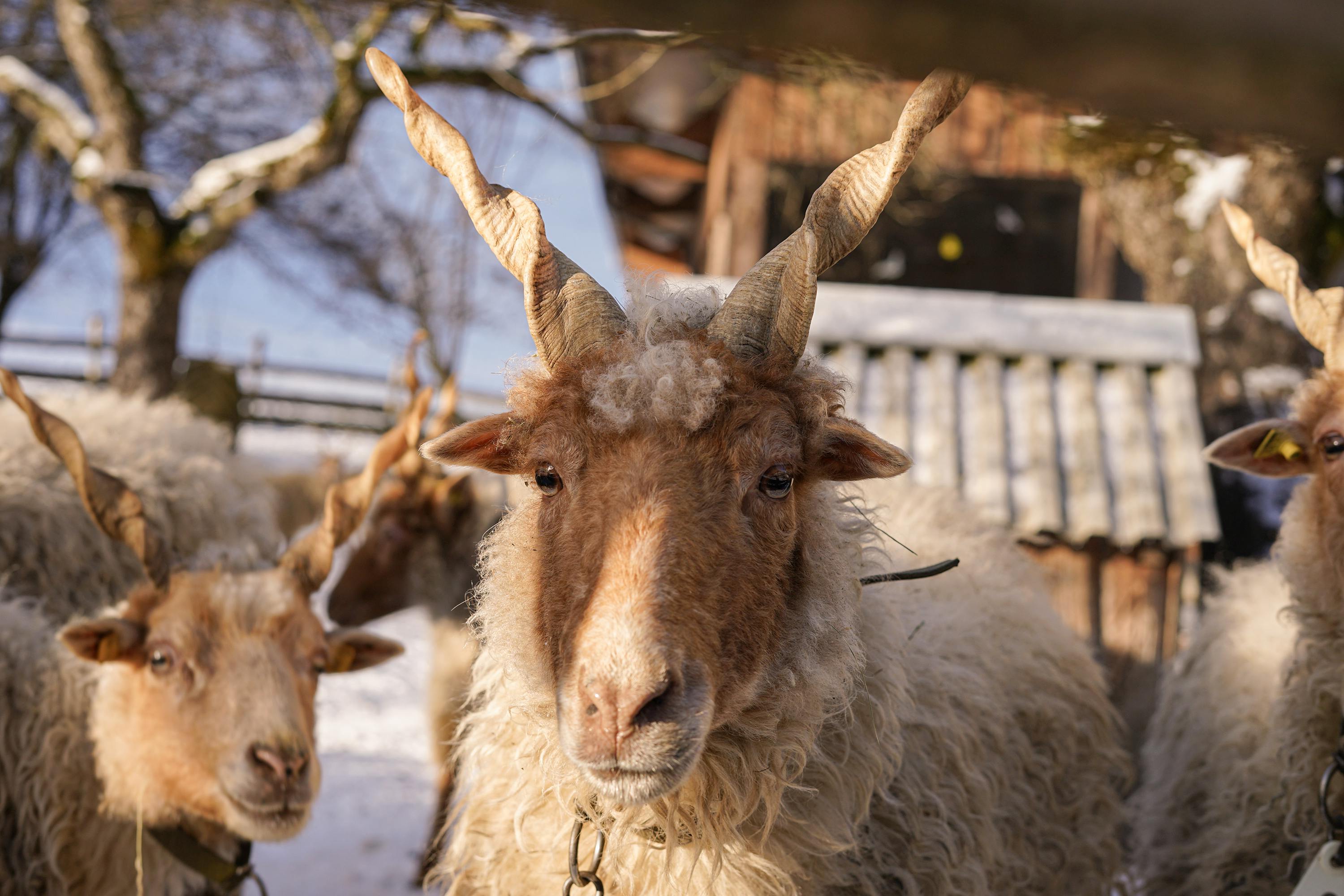 Gratuit Photos gratuites de agriculture, agriculture européenne, agriculture traditionnelle Photos