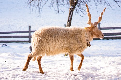 下雪的, 冬季, 動物攝影 的 免费素材图片