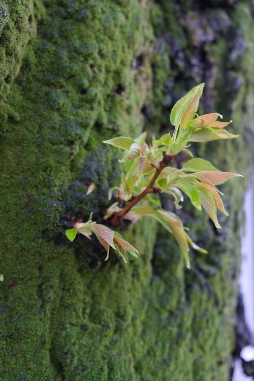 Imagine de stoc gratuită din arbore, arc, frunză
