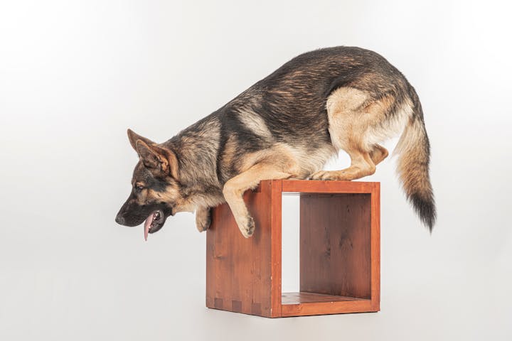 German Shepherd dog showing agility while balancing on a wooden box in a studio setting.