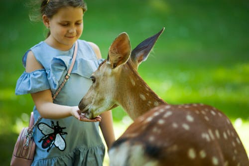 Free Kid Feeding Antelope Stock Photo
