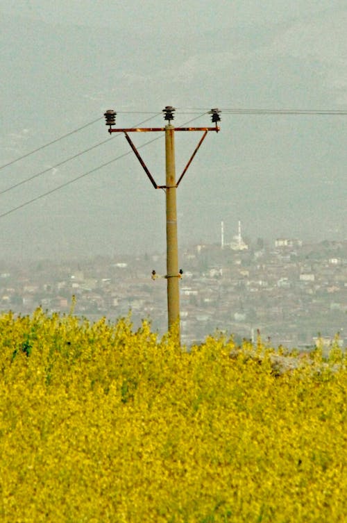 Free stock photo of electricity, flower, mast