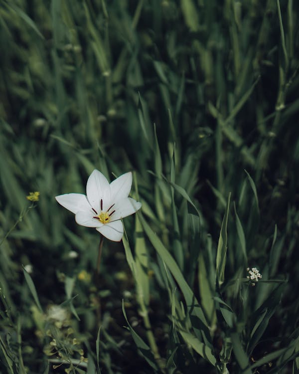 Free White Flower in Green Grass Field Stock Photo