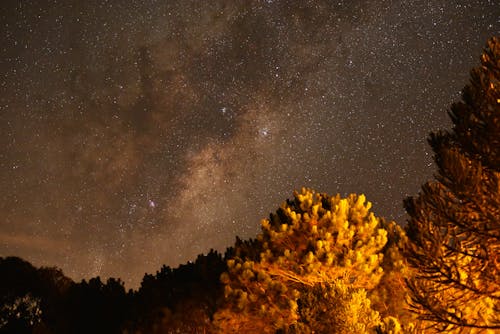 Free ağaçlar, akşam, astronomi içeren Ücretsiz stok fotoğraf Stock Photo