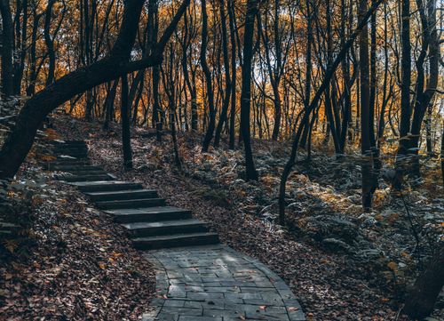 Free Serene autumn forest scene featuring a paved pathway and stone stairs surrounded by vibrant fall foliage. Stock Photo