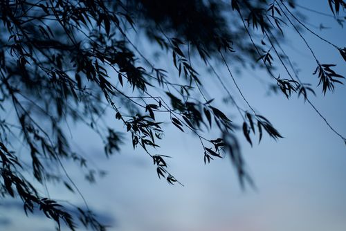 Free Gently swaying leaves silhouetted against a calming twilight sky. Stock Photo