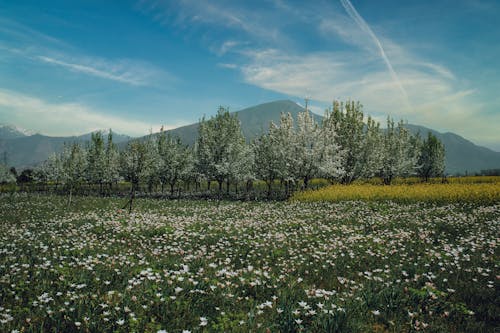 Free Flower Field in the Meadow Stock Photo