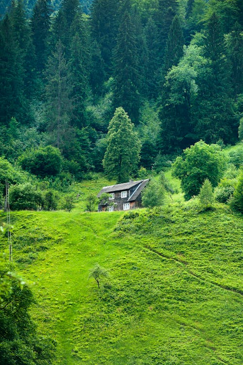 Free Коричневый деревянный дом в окружении зеленых деревьев Stock Photo