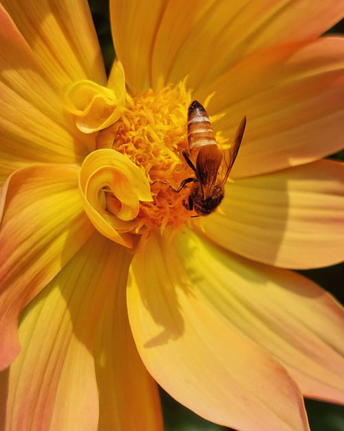 Free Close-up of a honeybee gathering nectar from a vibrant yellow flower, showcasing detailed insect behavior. Stock Photo