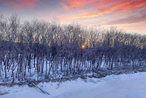 Bare Trees on Snow Covered Ground