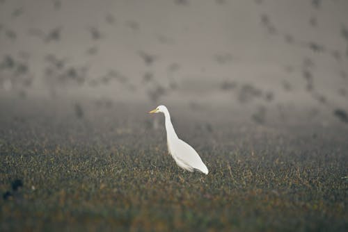 Foto profissional grátis de ave pernalta, aviário, fotografia de aves