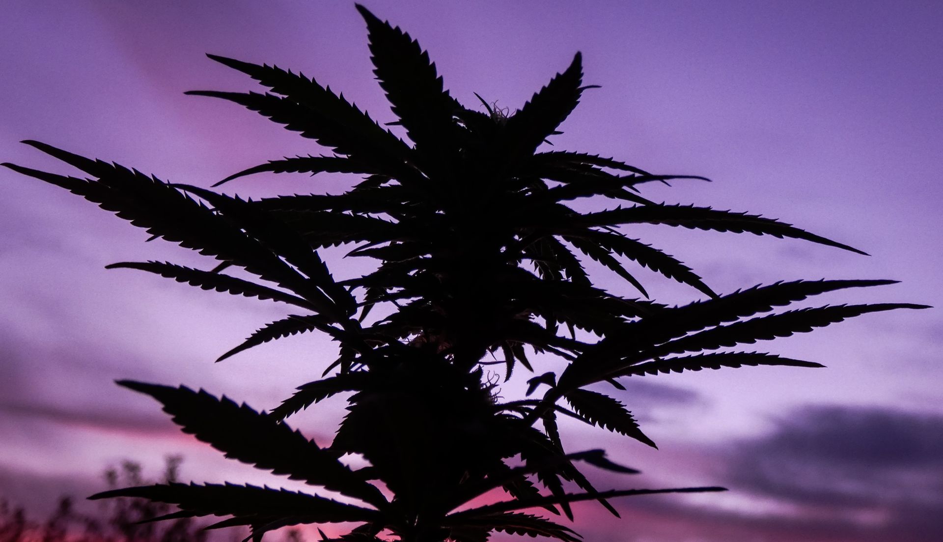A silhouette of a cannabis plant set against a vibrant dusk sky, captured outdoors in Calgary.