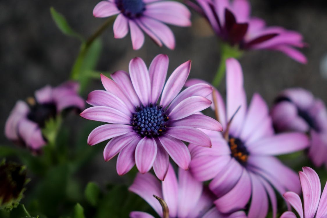 Purple Flowers in Close Up Photography · Free Stock Photo