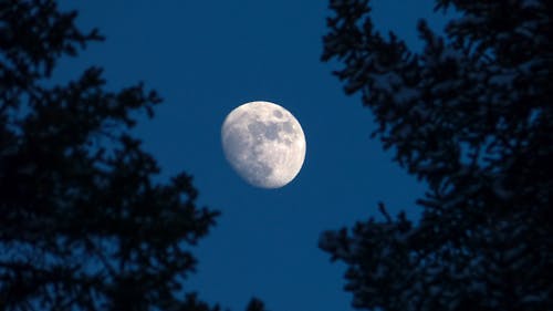 Moon Beside Tree Branches