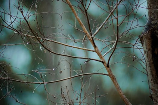 Intricate tree branches with water droplets in a rainy outdoor scene.