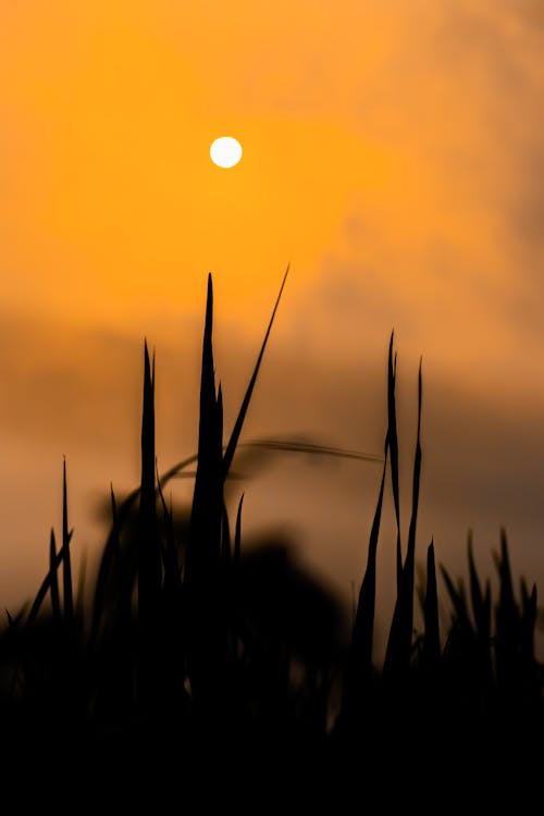 Silhouette of Grass during Sunset