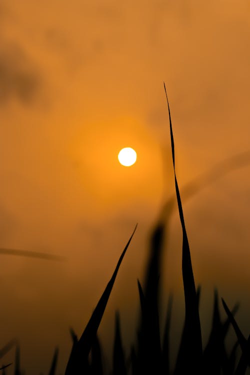 Free Silhouette of Grass Stock Photo