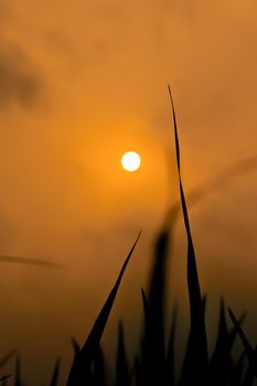 Silhouetted grass against a beautiful sunrise, creating a calming and peaceful scene.