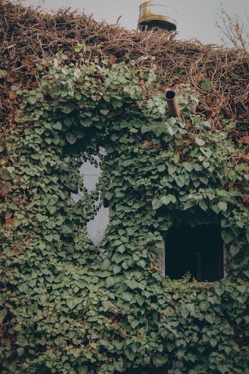 Free Climbing Plant on the Window and Wall of a Building Stock Photo