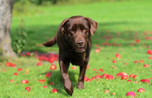 A Labrador on the Grass