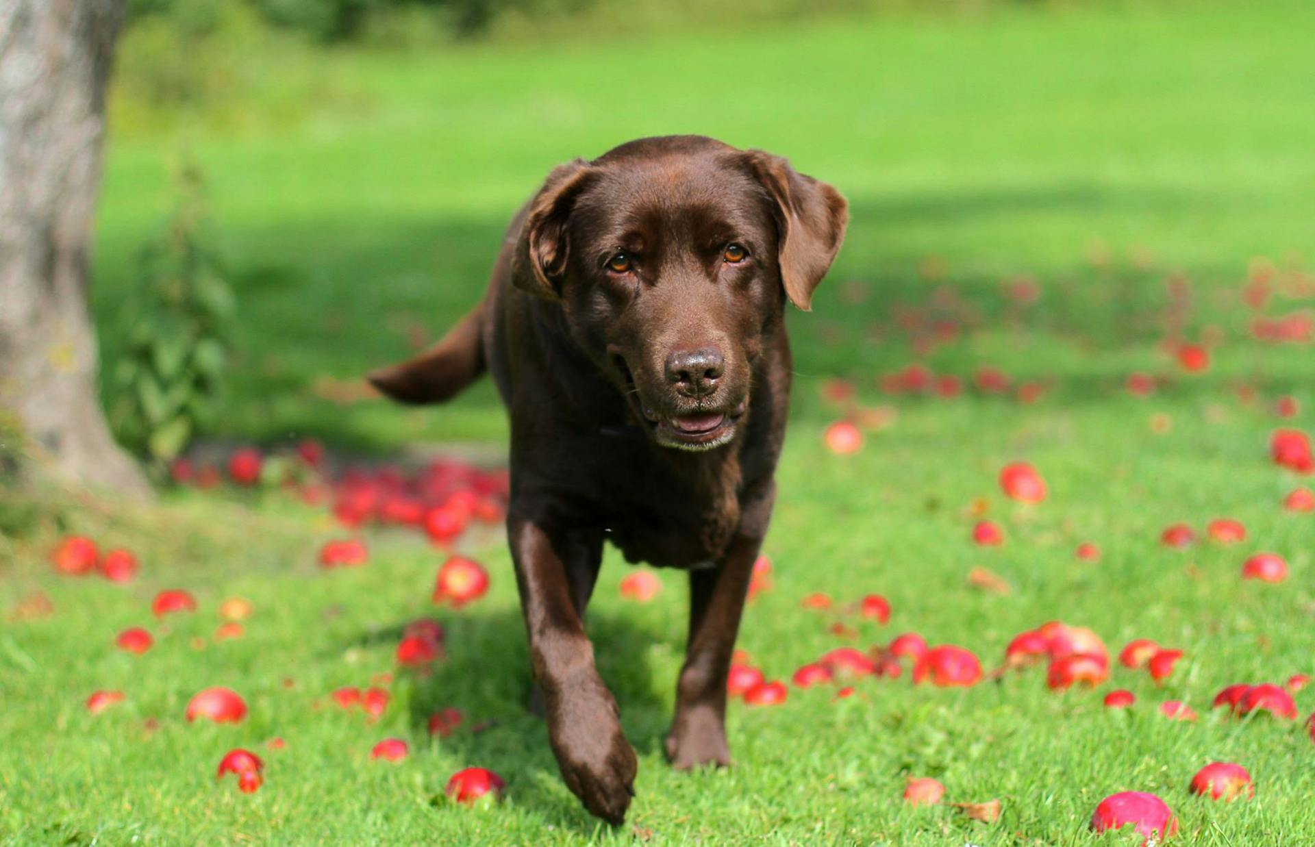 A Labrador on the Grass