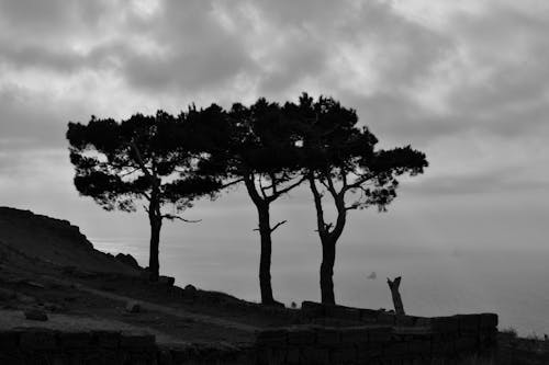 Grayscale Photo of Trees Under Cloudy Sky