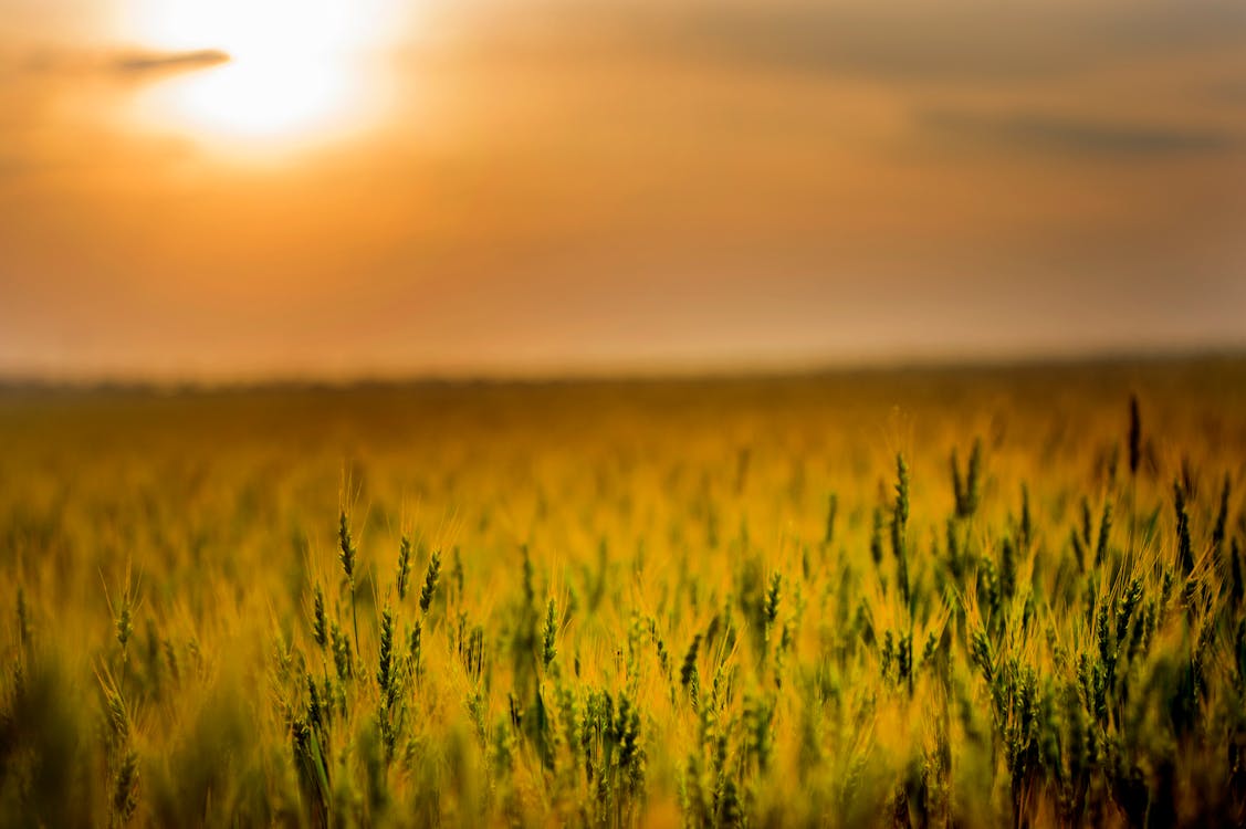 Free Green Field during Sunset Stock Photo