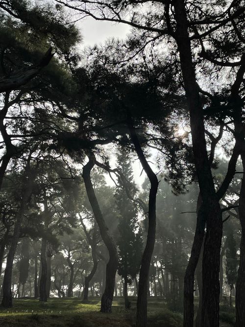 Free A serene misty forest with sun rays filtering through trees in Istanbul, Turkey. Stock Photo