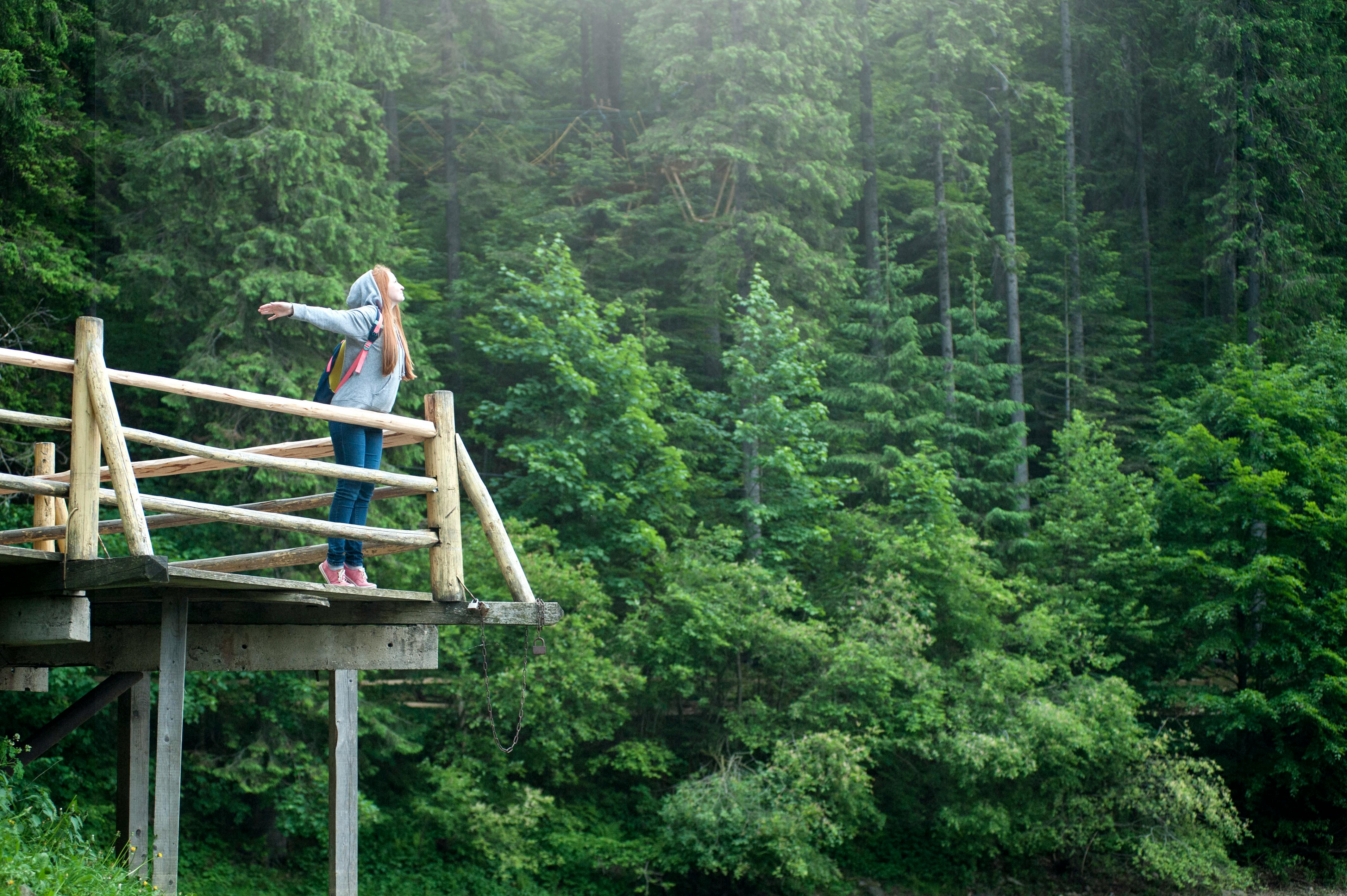 Free stock photo of bridge, echo, fir trees